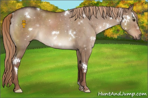 Horse Color:White Spotted Liver Red Dun 