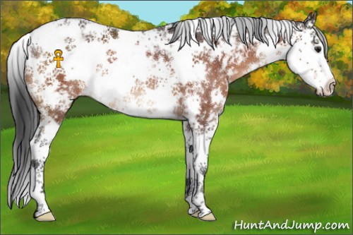 Horse Color:Brown Sabino 