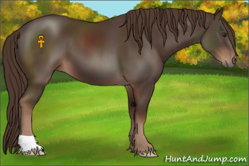 Horse Color:Liver Chestnut 