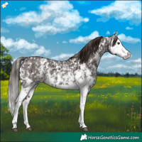 Horse Color:Liver Chestnut Sabino Splash Appaloosa and Liver Chestnut Sabino Splash