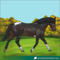 Horse Color:Brown Tobiano Rabicano 