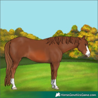 Horse Color:Chestnut 