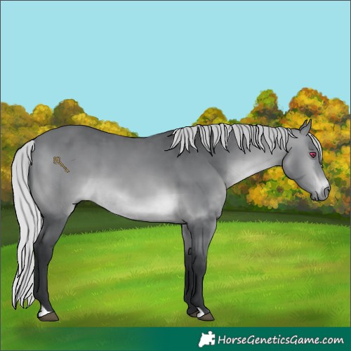 Horse Color:Silver Brown Chinchilla 