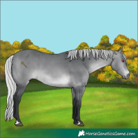 Horse Color:Silver Brown Chinchilla 