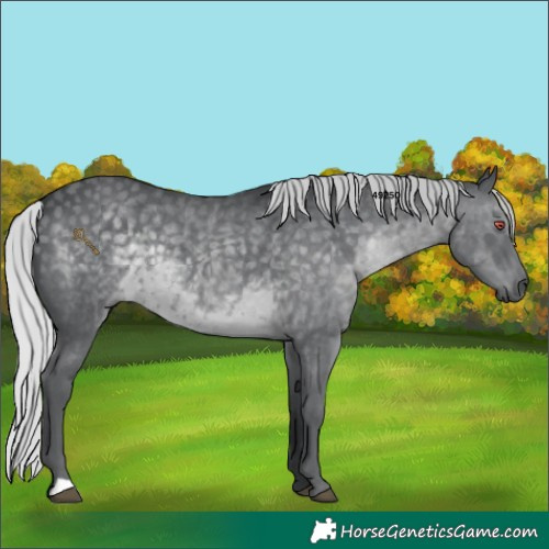 Horse Color:Silver Black Chinchilla 
