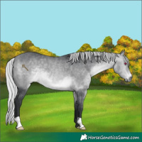 Horse Color:Silver Bay Chinchilla 