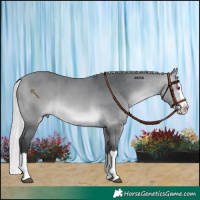 Horse Color:Silver Bay Chinchilla Splash 