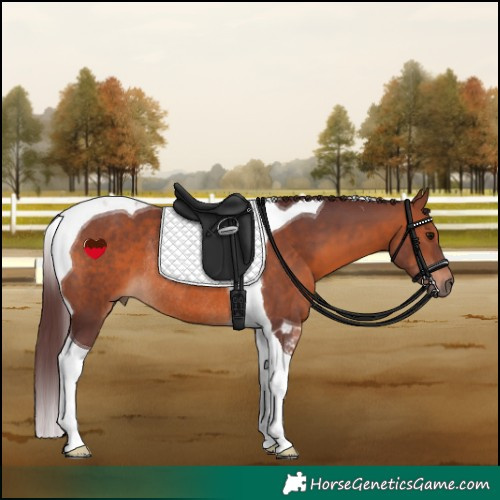 Horse Color:Chocolate Brown Tobiano Rabicano 