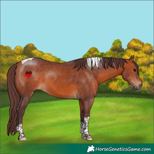Horse Color:Chocolate Bay Tobiano 