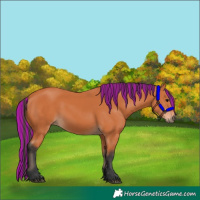 Horse Color:Painted Bay Rabicano 