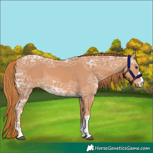 Horse Color:Chestnut Ice 