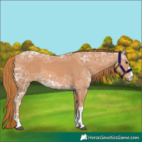 Horse Color:Chestnut Ice