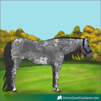 Horse Color:Black Ice 