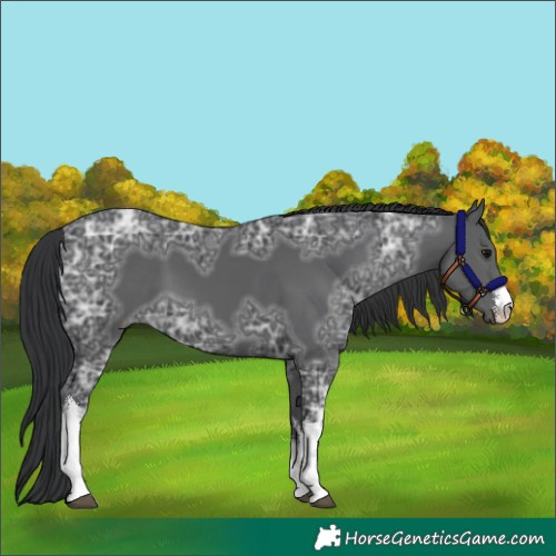 Horse Color:White Spotted Black Ice
