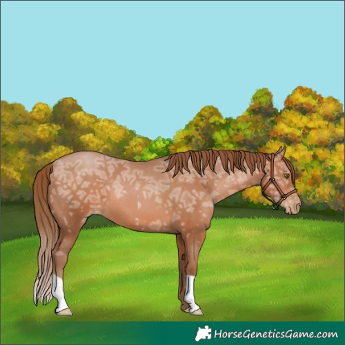 Horse Color:Bay Ice Pearl 