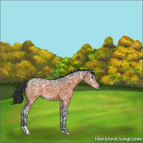 Horse Color:Bay Ice 