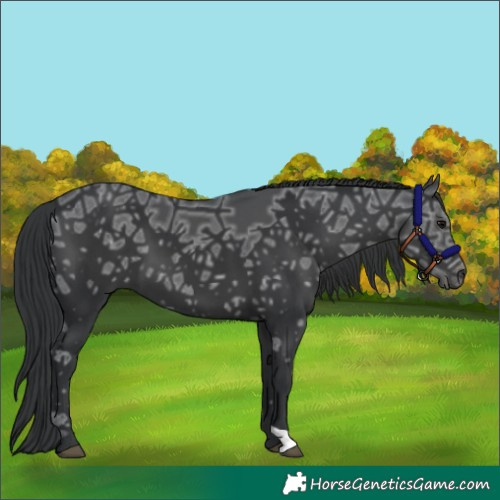 Horse Color:Black Ice 