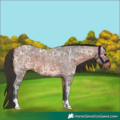 Horse Color:Bay Ice Roan 