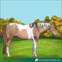Horse Color:Liver Chestnut Pearl Tobiano 