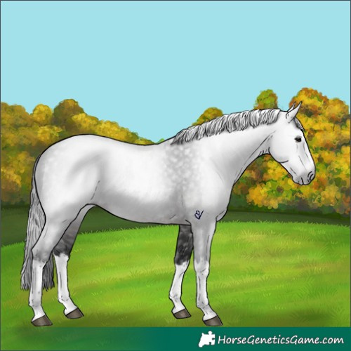 Horse Color:Gray Brown Roan Splash Rabicano 