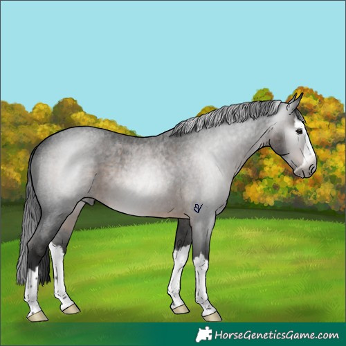 Horse Color:Gray Brown Roan Splash Rabicano 