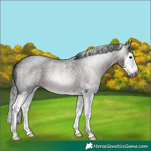 Horse Color:Gray Brown Roan Splash Rabicano 