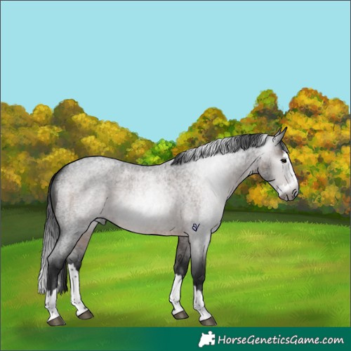 Horse Color:Gray Brown Roan Splash Rabicano 