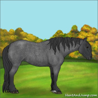 Horse Color:Blue Roan 