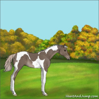 Horse Color:Silver Black Tobiano 