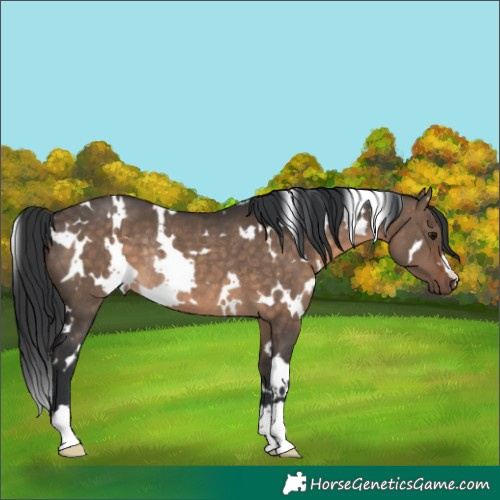 Horse Color:White Spotted Brown Dun Rabicano 