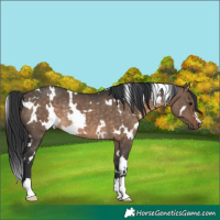 Horse Color:White Spotted Brown Dun Rabicano