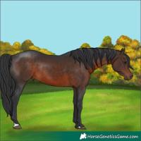 Horse Color:Brown Rabicano 
