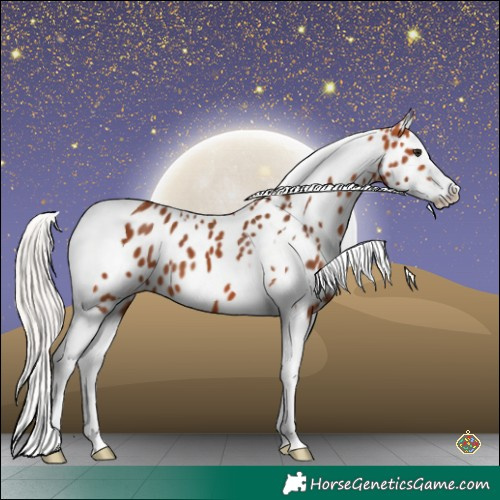 Horse Color:Silver Bay Splash Tobiano Leopard