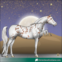 Horse Color:Silver Bay Splash Tobiano Leopard 