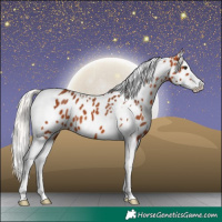 Horse Color:Silver Bay Splash Tobiano Appaloosa 