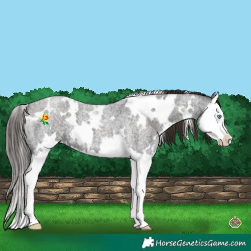 Horse Color:White Spotted Liver Red Roan Splash 