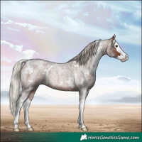 Horse Color:White Spotted Silver Brown Roan Splash 