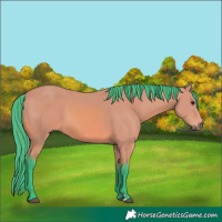 Horse Color:Watercolor Bay 