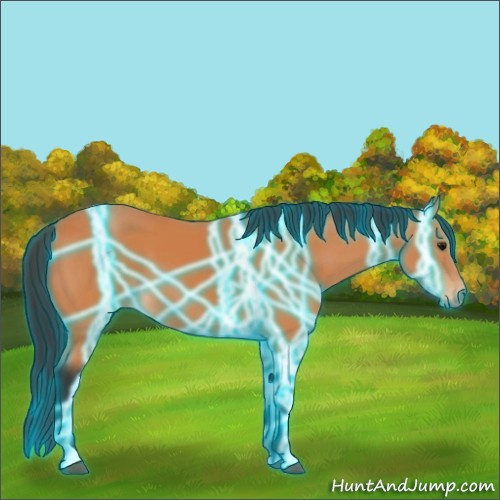 Horse Color:Thunderstruck Bay 