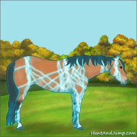 Horse Color:Thunderstruck Bay