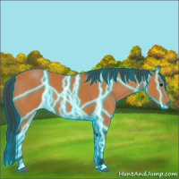 Horse Color:Thunderstruck Bay 