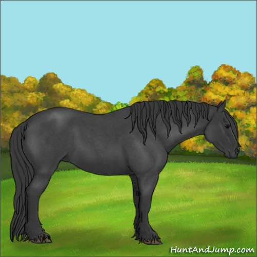 Horse Color:Blue Roan 