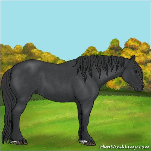 Horse Color:Blue Roan 