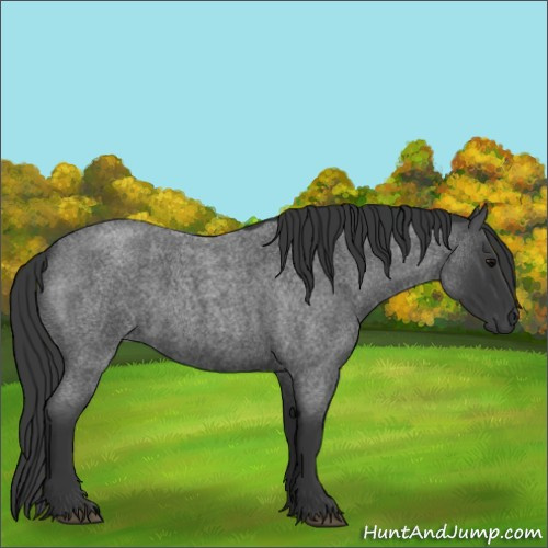 Horse Color:Blue Roan 