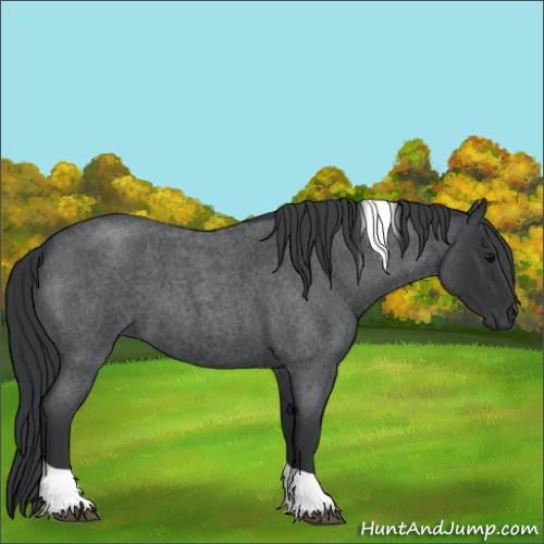 Horse Color:Blue Roan Tobiano