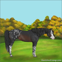 Horse Color:Brown Sabino Splash Appaloosa  and Brown Sabino Splash 