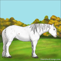 Horse Color:Brown Sabino Splash Near Leopard  and Silver Brown Sabino Splash Near Leopard 