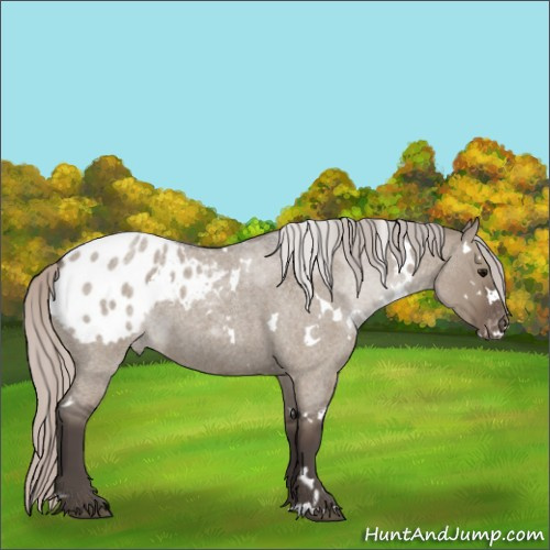 Horse Color:White Spotted Silver Grullo Roan Appaloosa 