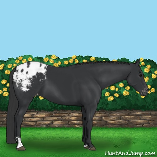 Horse Color:Black Sabino Appaloosa 
