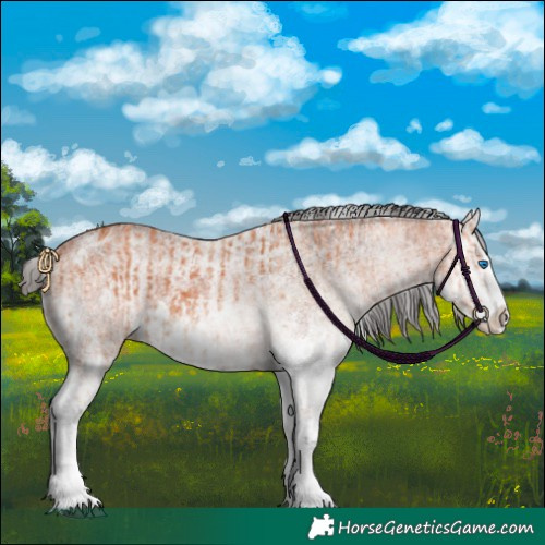 Horse Color:White Spotted Bay Splash  and White Spotted Bay Splash 